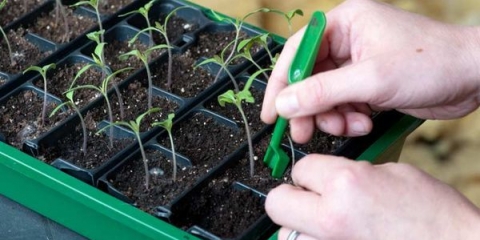 Kako roniti sadnice paradajza